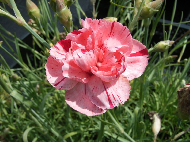 Dianthus 'Helen' Anjer