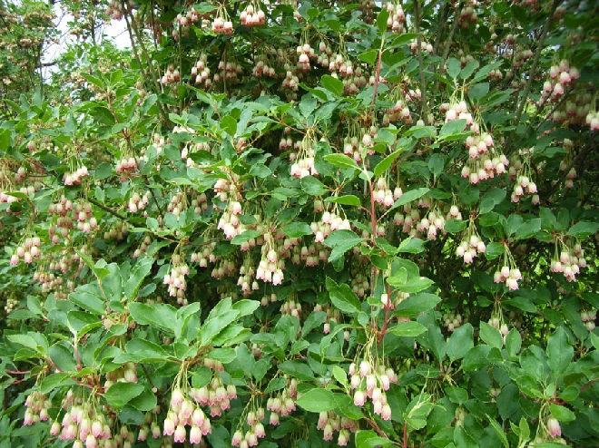 Enkianthus campanulatus Pronkklokje