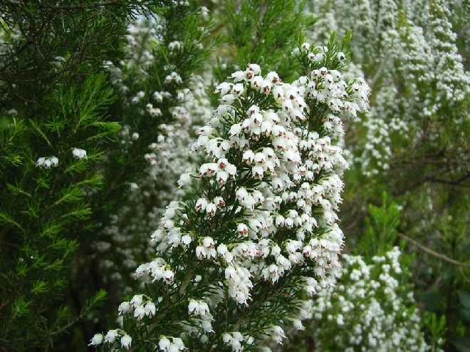 Erica arborea 'Alpina' Boomheide