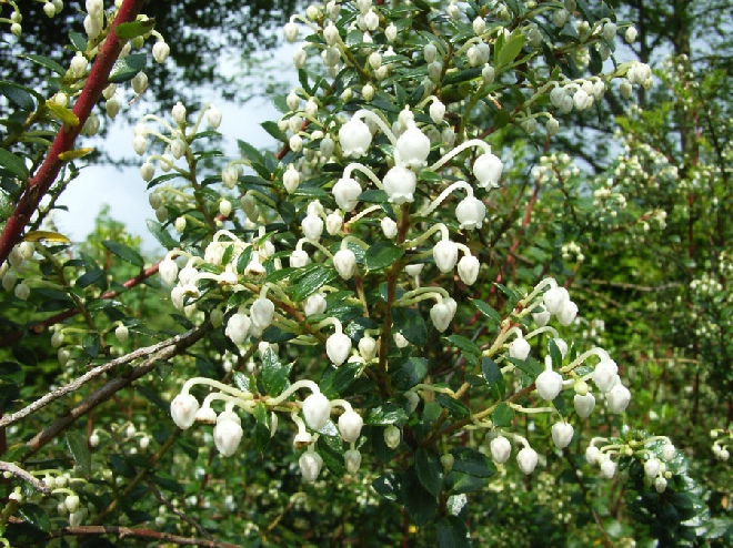 Gaultheria mucronata (syn. Pernettya mucronata)  mannelijk Pernettya Man