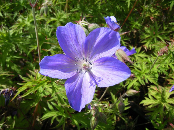 Geranium clarkei 'Kashmir Purple' Ooievaarsbek