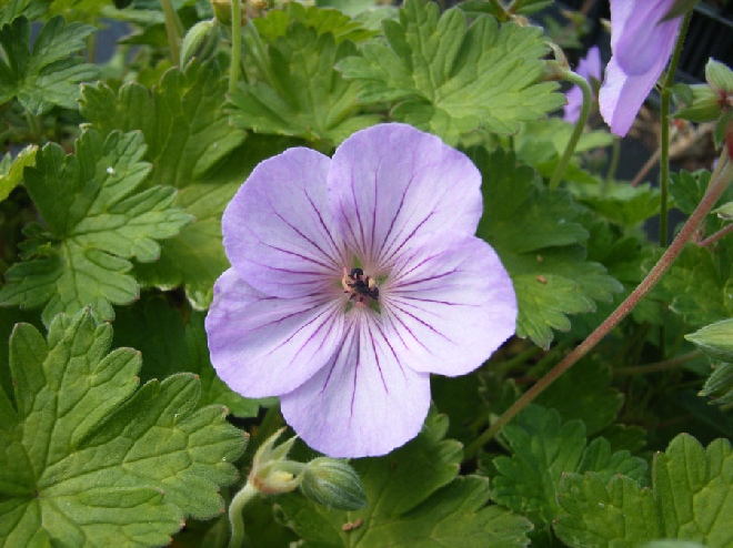 Geranium 'Joy' Ooievaarsbek
