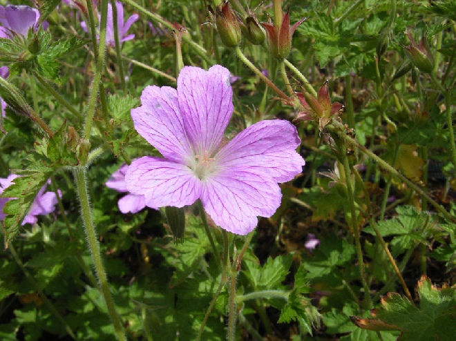 Geranium oxonianum 'Claridge Druce' Ooievaarsbek