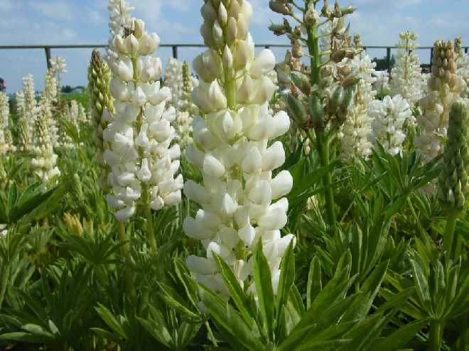 Lupinus 'Gallery White' lupine