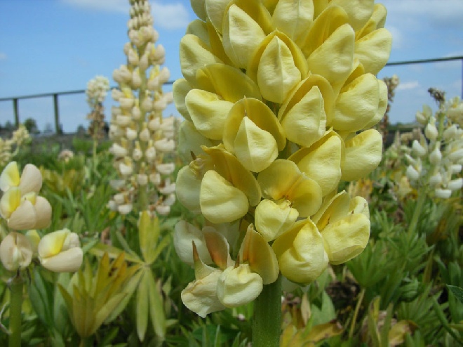 Lupinus 'Gallery Yellow' Lupine