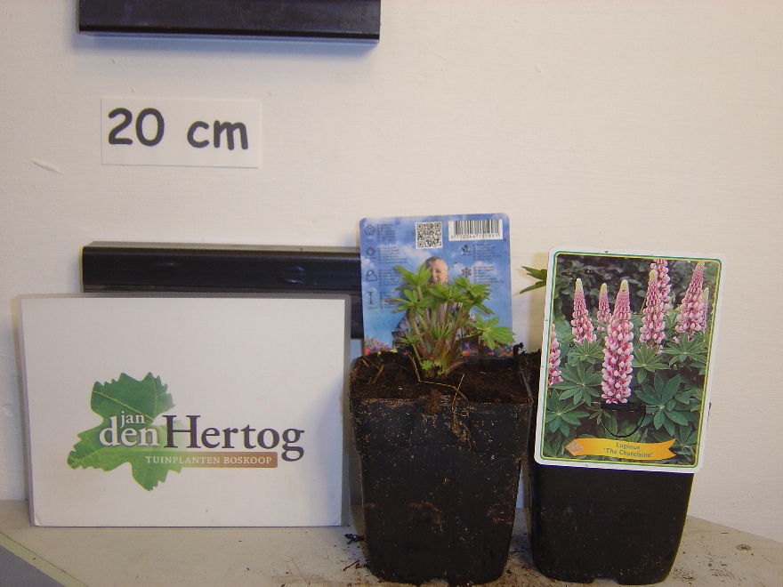 Lupinus 'The Chatelaine' Roze Lupine