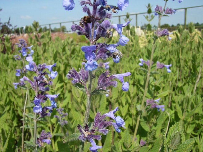 Nepeta latifolia 'Super Cat' Kattekruid