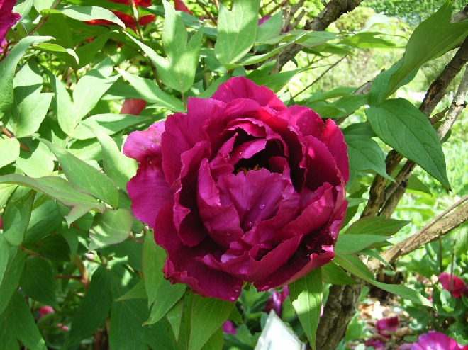 Paeonia suffruticosa Boompioen