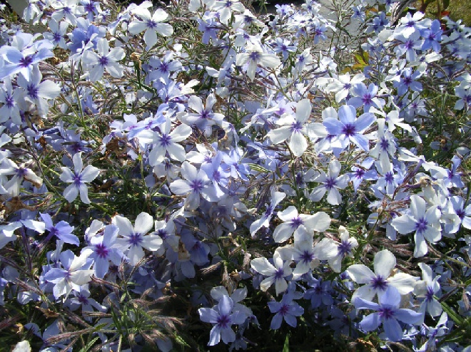 Phlox divaricata 'Chattahoochee' Sweet William