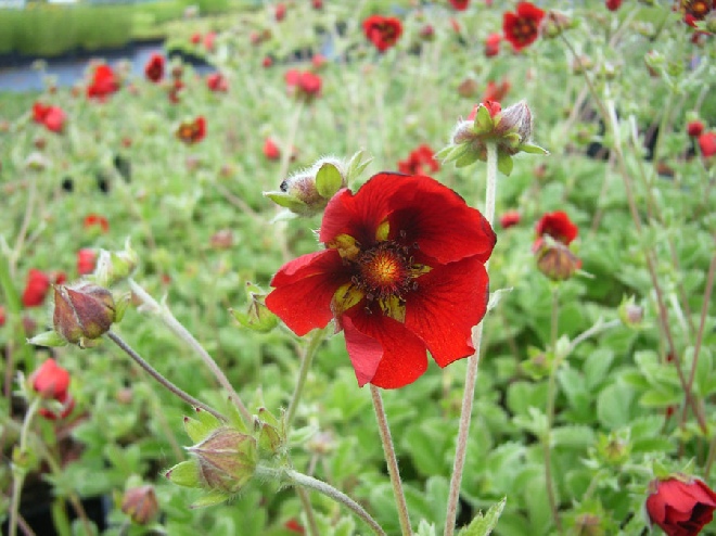Potentilla atrosanguinea Ganzerik