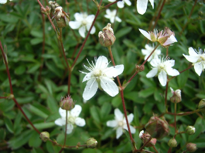 Potentilla tridentata 'Nuuk' Ganzerik