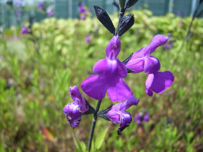 Salvia lycioides Salie