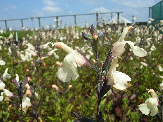 Salvia jamensis 'La Luna' Salie