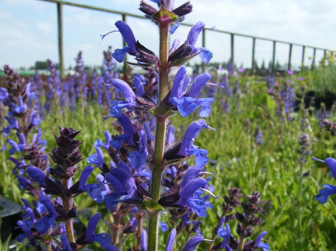 Salvia nemorosa 'Rügen' Salie