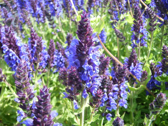 Salvia nemorosa 'Haeumanarc' (Marcus) Salie