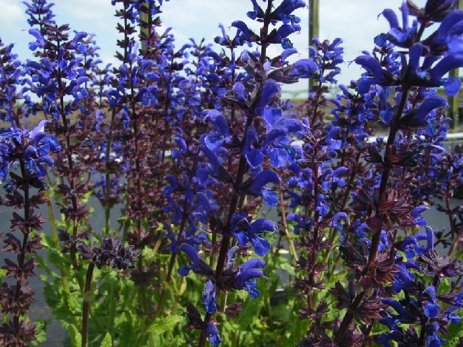 Salvia nemorosa 'Viola Klose' Salie