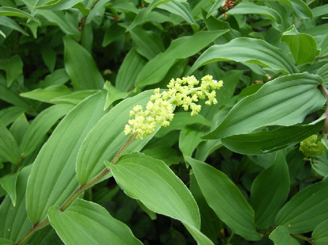 Maianthemum racemosum (syn. Smilacina racemosa) Valse Salomonszegel