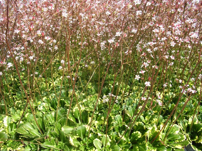 Saxifraga urbium 'Variegata' Schildersverdriet