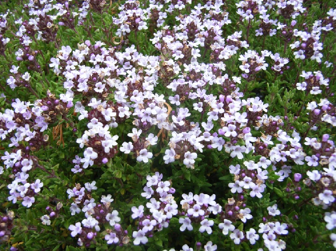 Thymus vulgaris 'Compactus' Gewone tijm