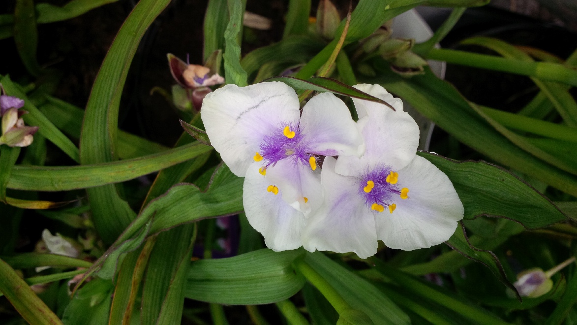 Tradescantia 'Bilberry Ice' (Andersoniana-groep) Eendagsbloem