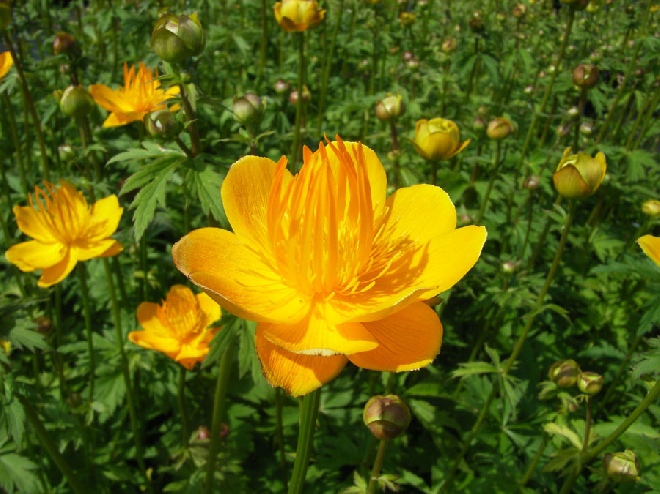 Trollius chinensis 'Golden Queen' Kogelbloem, Kogelboterbloem.