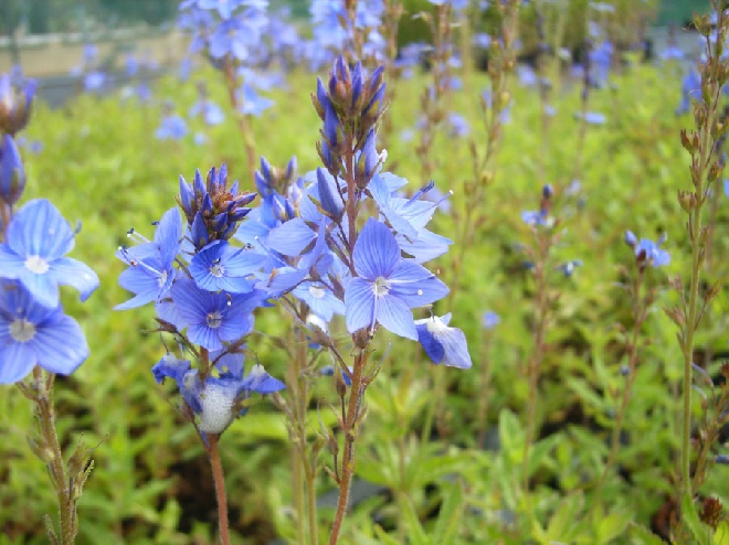 Veronica austriaca 'Shirley Blue' Ereprijs