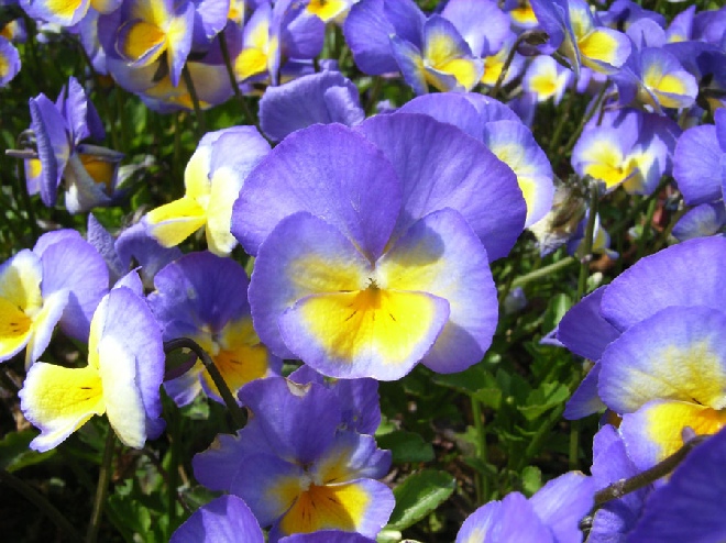 Viola 'Zoe' (Cornuta-groep) Hoornviooltje