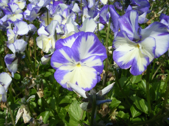 Viola 'Rebecca' (Cornuta-groep) Hoornviooltje
