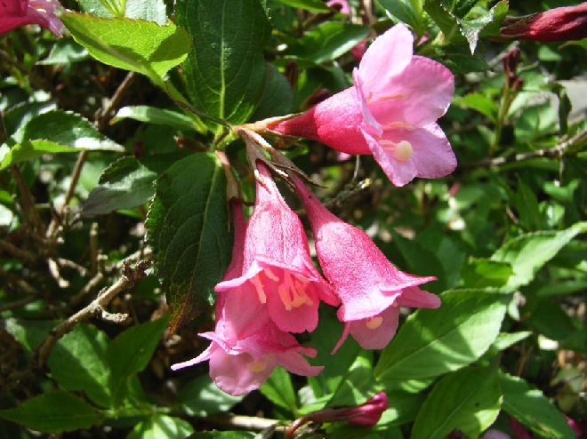 Weigela 'Minuet' Rode Weigelia