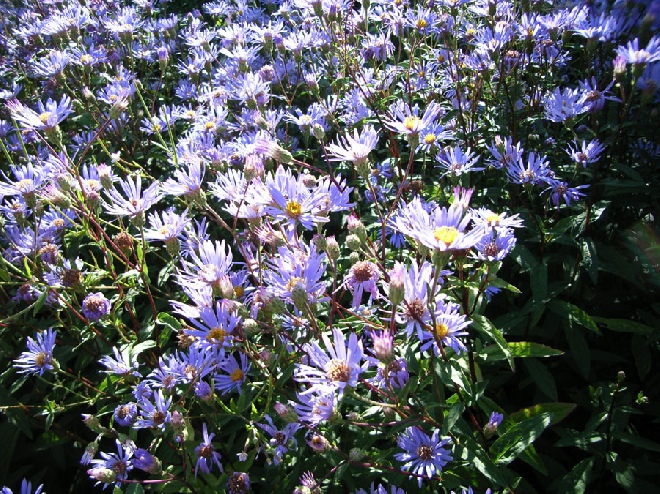 Aster radula Aster