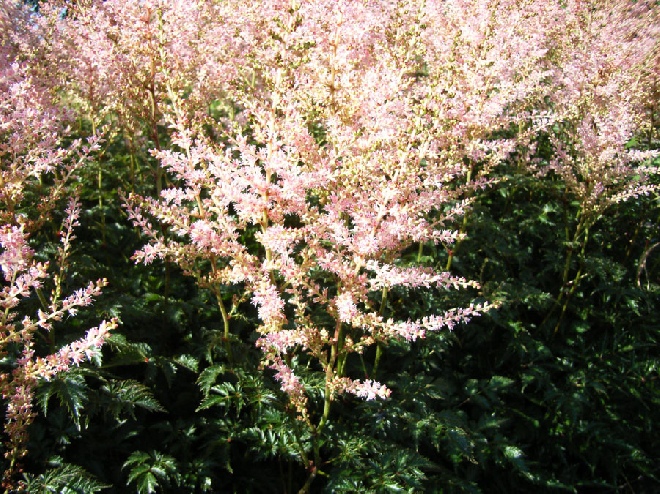 Astilbe 'Hennie Graafland' Spirea