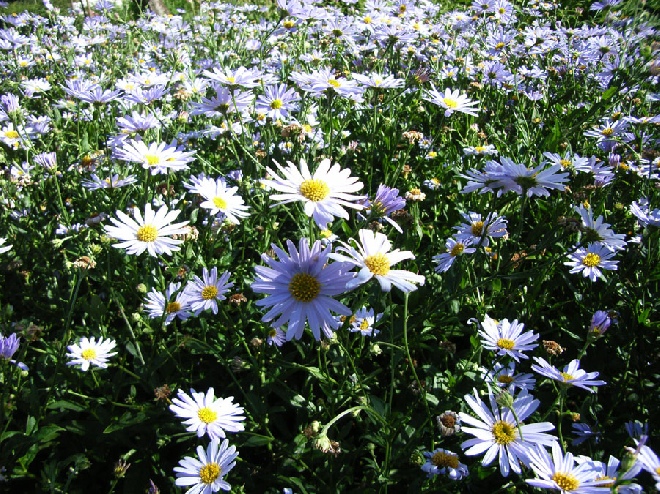 Boltonia asteroides 'Nana' 