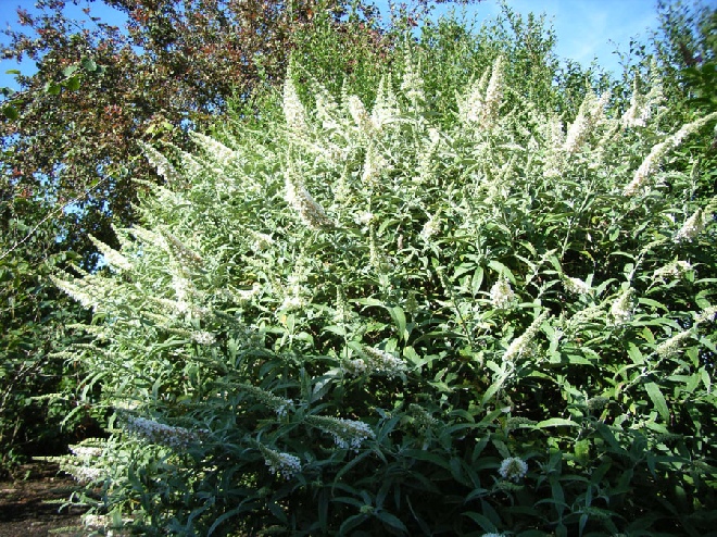 Buddleja 'White Ball' vlinderstruik