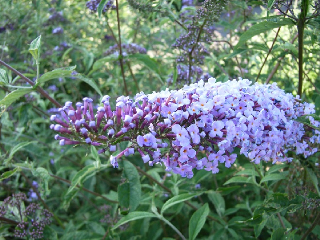 Buddleja davidii var. nanhoensis vlinderstruik