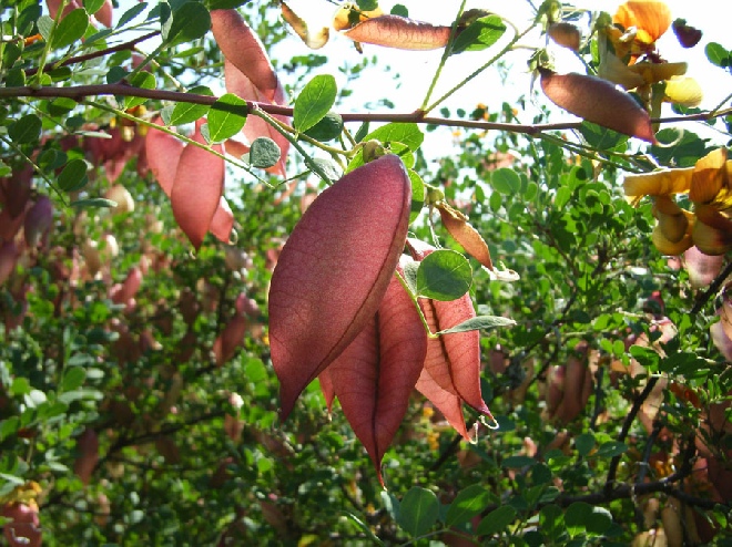 Colutea media 'Copper Beauty' Blazenstruik