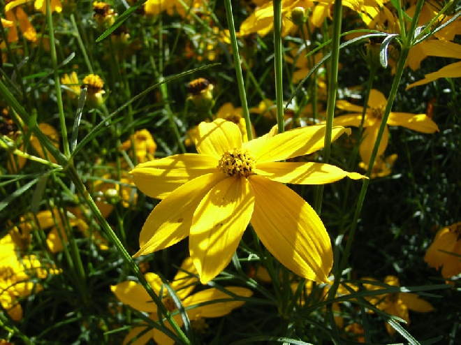 Coreopsis verticillata 'Grandiflora' Meisjesogen