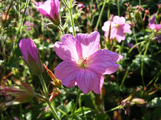 Geranium oxonianum 'Rosenlicht' Ooievaarsbek
