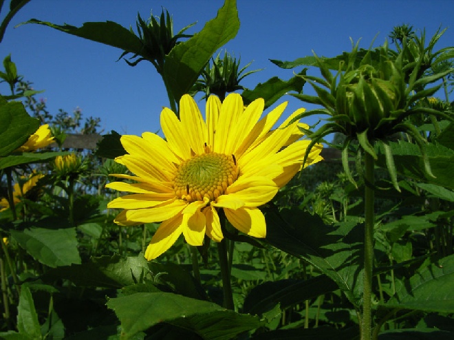 Helianthus decapetalus 'Capenoch Star' Zonnebloem
