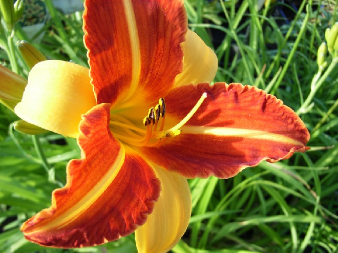 Hemerocallis 'Bonanza' Daglelie