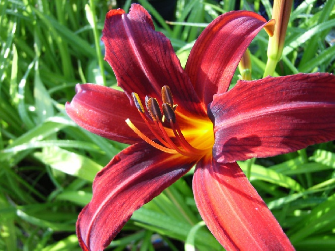Hemerocallis 'Crimson Pirate' Daglelie