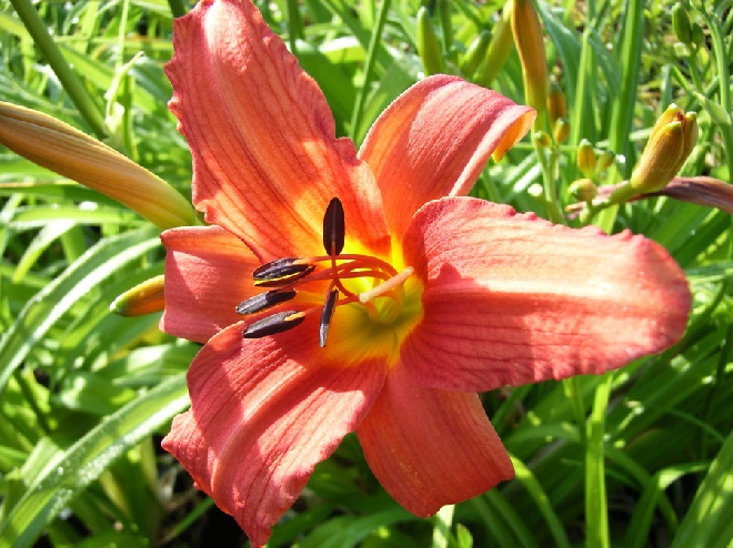 Hemerocallis 'Pink Damask' Daglelie