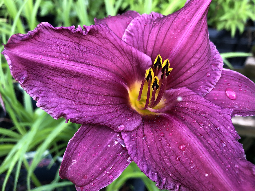 Hemerocallis 'Summer Wine' Daglelie