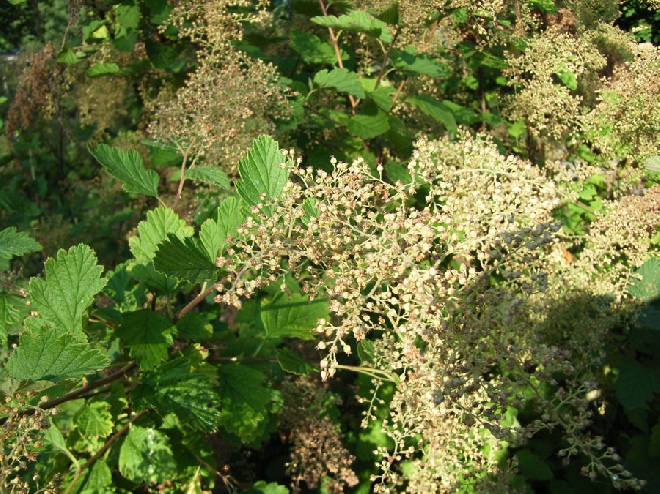 Holodiscus discolor var. ariifolius Pluimspirea