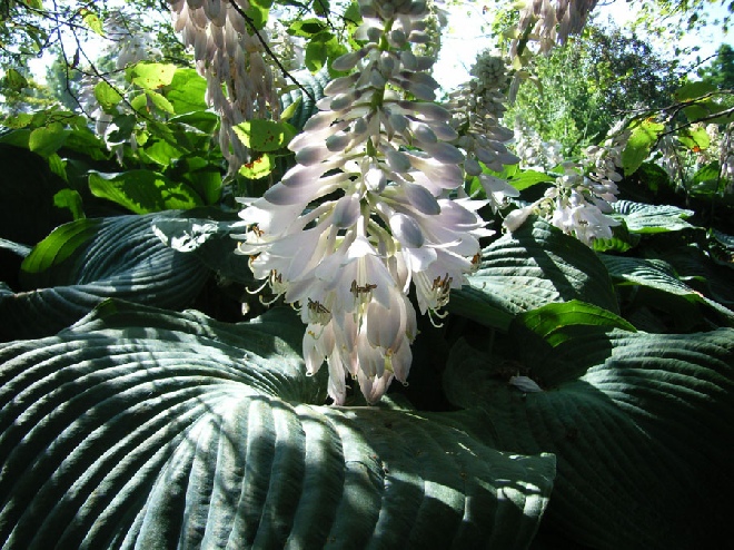 Hosta 'Blue Angel' Hartlelie, Funkia