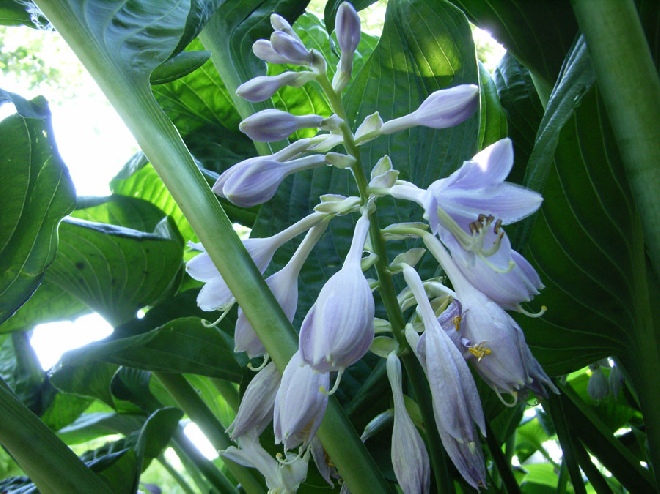 Hosta 'Blue Umbrellas' Hartlelie, Funkia