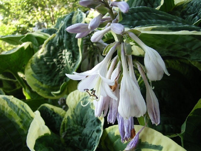 Hosta 'Christmas Tree' Hartlelie, Funkia