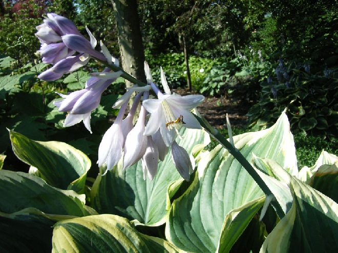 Hosta 'Sagae' Hartlelie, Funkia