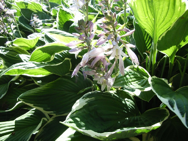 Hosta 'Francee' Hartlelie, Funkia