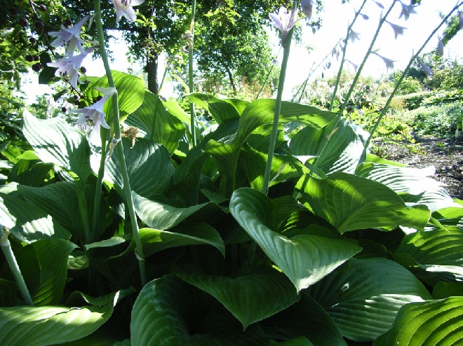Hosta 'Krossa Regal' Hartlelie, Funkia