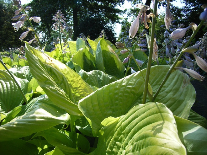 Hosta 'Sum and Substance' Hartlelie, funkia